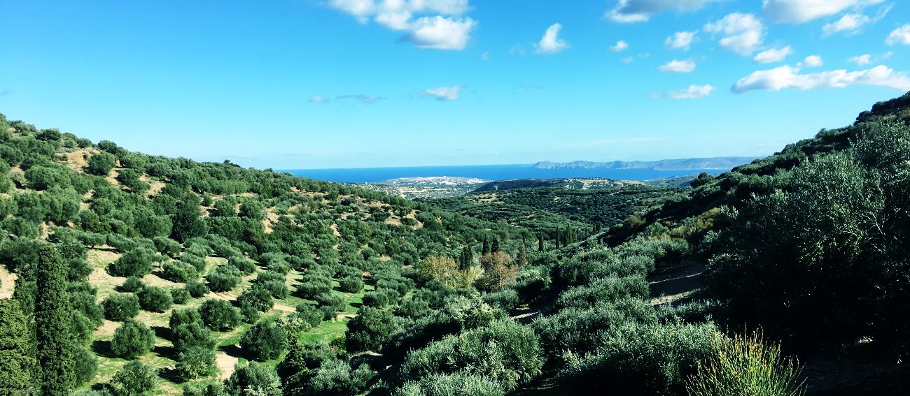 Thema olivolja från Kreta