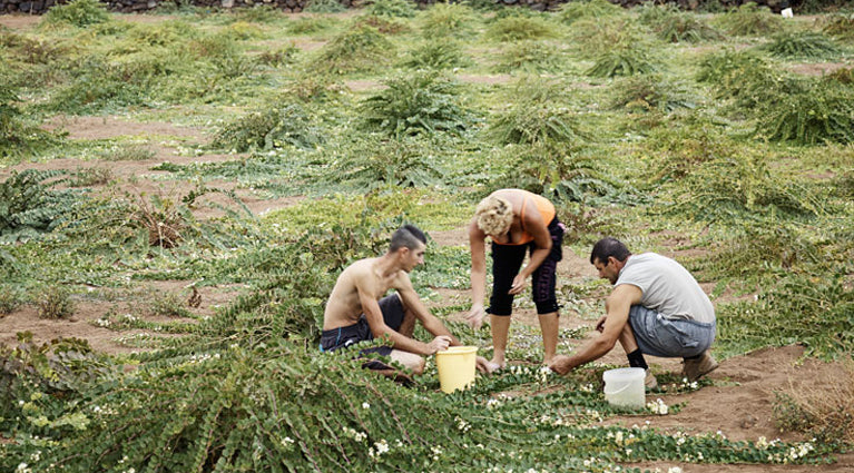 Pantelleria kapris i salt, små, 200 g