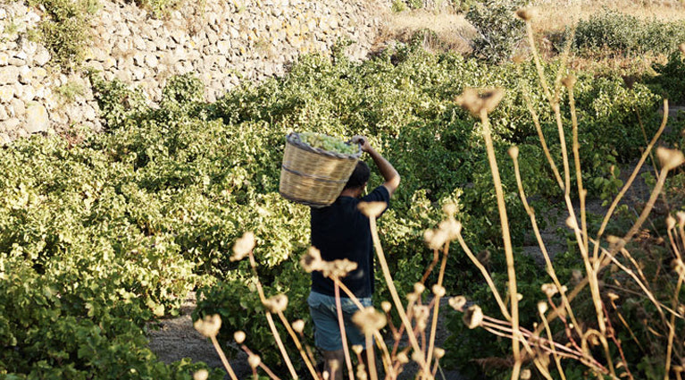 Pantelleria capers in salt, large size, 500 g