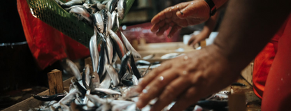 Scalia anchovies in olive oil, 700 g